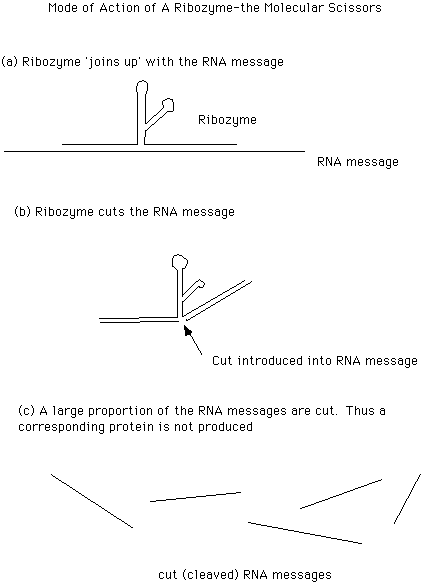 ribozyme function