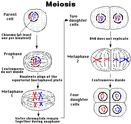meiosis and mitosis. Meiosis Diagram