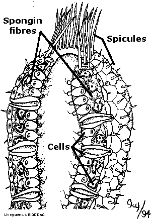 Sponges Spicules