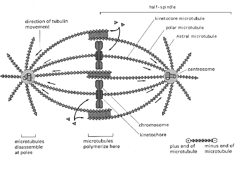 alberts et al molecular biology of the cell pdf