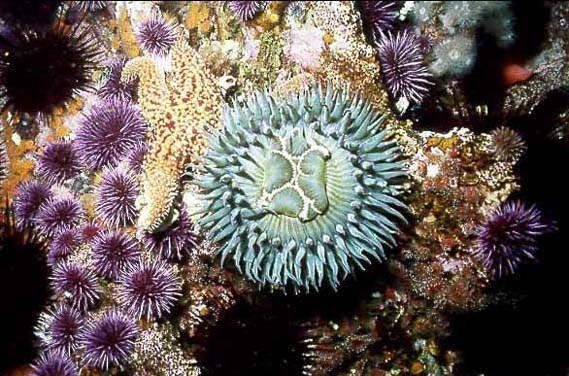 Sea anenomes