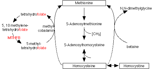 Folate Cycle