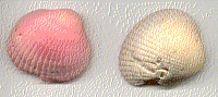 seashell tinted using vegetable coloring