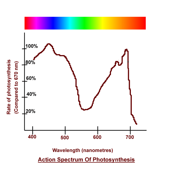 Does the color of light affect plant growth? experiment 