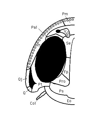 vomerine teeth located frog