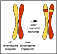 Sister Chromatids Are