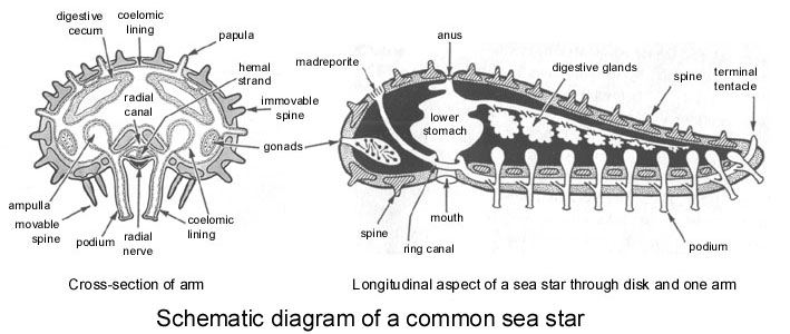 Re: metabolism in autonomous arms of Linckia multifora