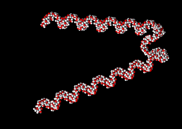 Amylose helical structure