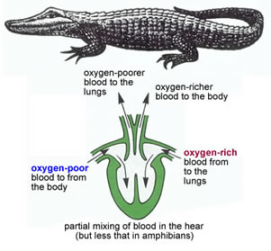 Why does a frog have a three-chambered heart?