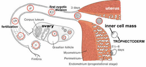 re how does a fetus know how to connect the ambillical cord for when does the placenta form