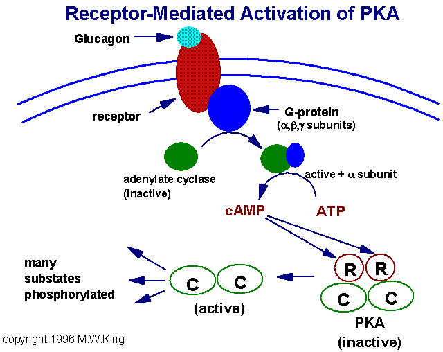 Receptors, Glucagon; Glucagon Receptors enzymatic diagram of glycolysis 