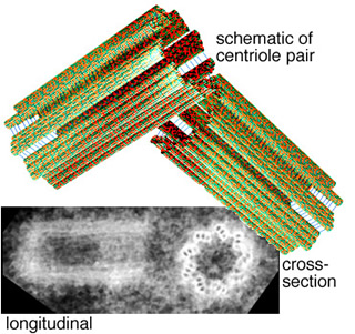 What Are Centrioles