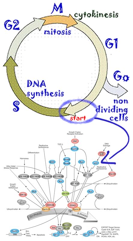 cell 
cycle start network