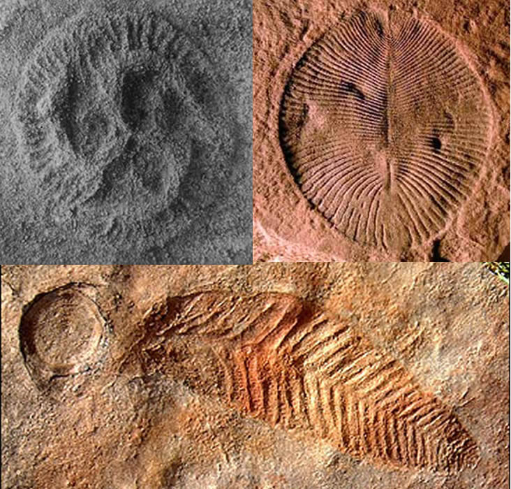 ediacarian fossils