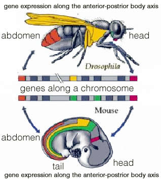 homoebox gene organisms mouse and drosophila