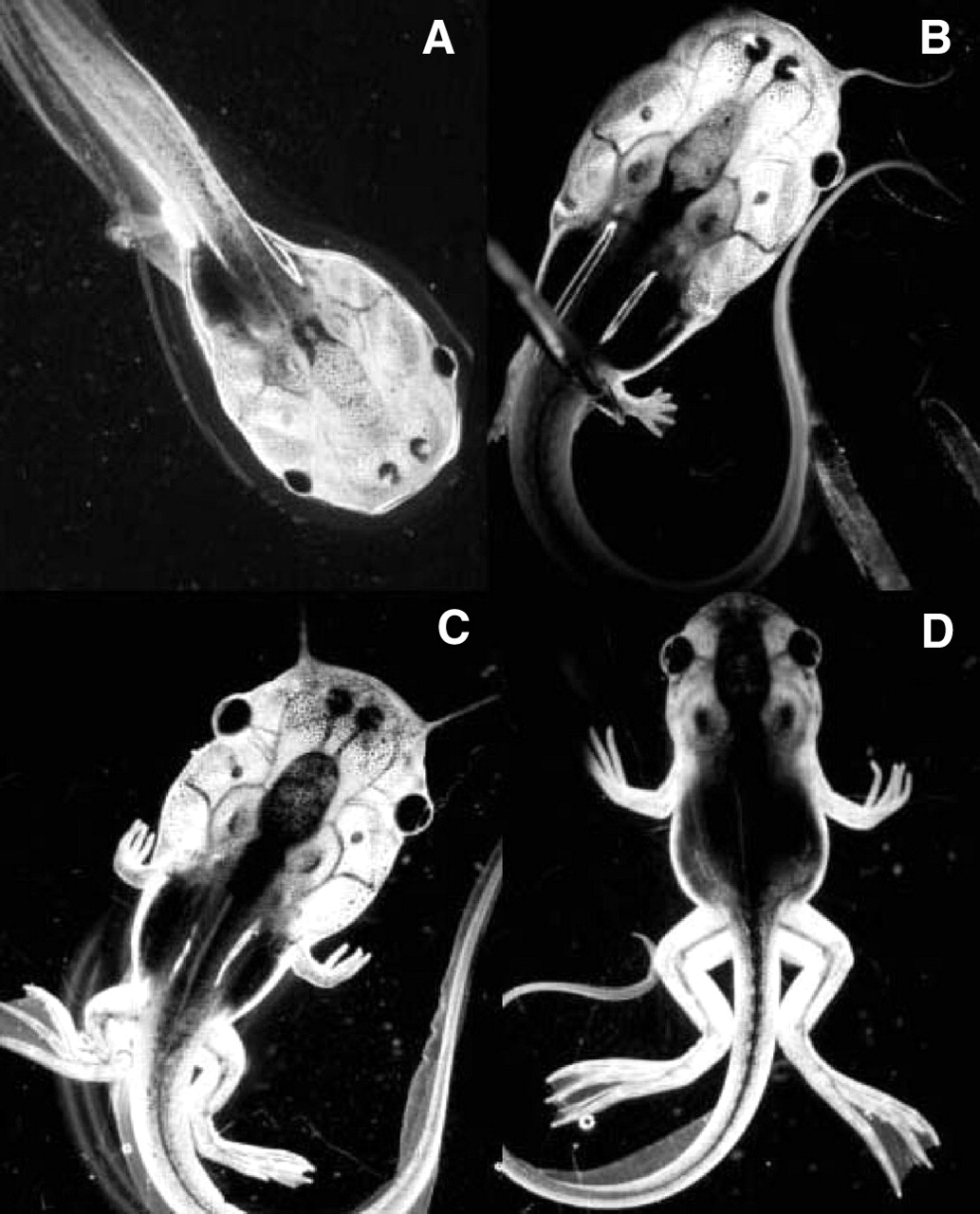 xenopus metamorphosis