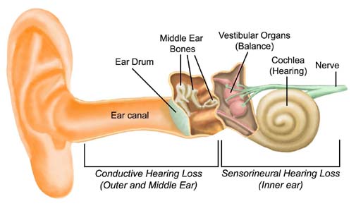 ear