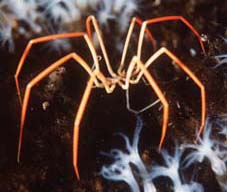 Sea Spider