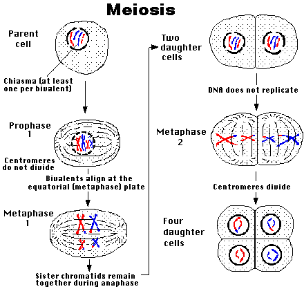 Difference Between Meiosis And Mitosis Chart