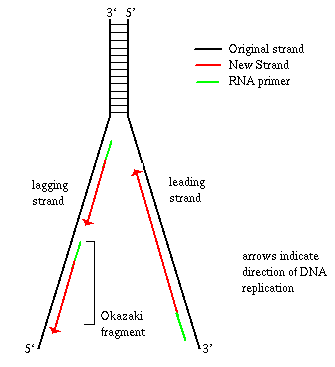 I found the chapter on DNA