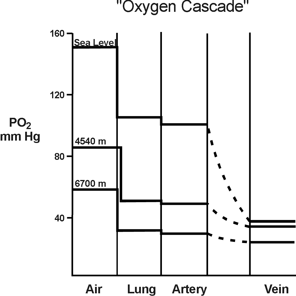 Figure showing how oxygen pressure drops
as it goes into the body