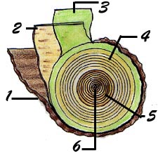 Tree X-sect
