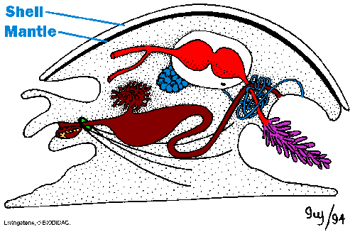 892237971.Zo.1.gif (9708 bytes)