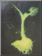 Fig1