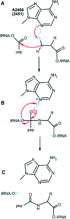 Nissen et. al., Science v289 p920-930, Figure 9