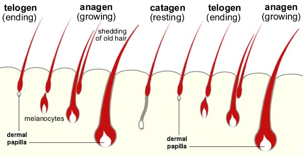 Re: Why does the whole hair shaft of weasels turn white for winter? Re: Why does the whole hair shaft of weasels turn white for winter?