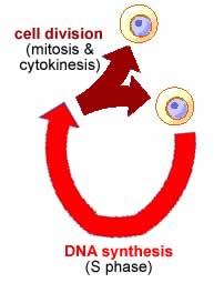Synchronous Cell Divisions Re: are the cell cycles of different cells in a human linked?