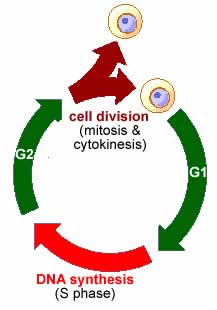 Synchronous Cell Divisions Re: are the cell cycles of different cells in a human linked?