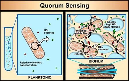 quorum