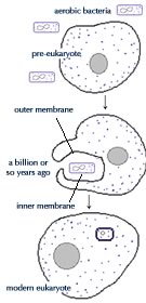endocytobiosis