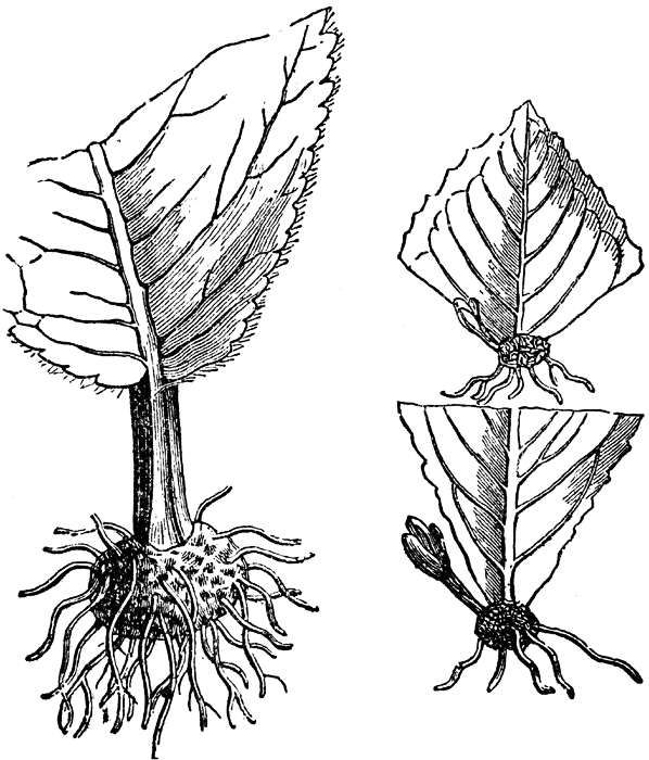 leaf 
and root