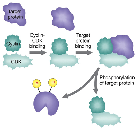 cyclin-
cdk-target