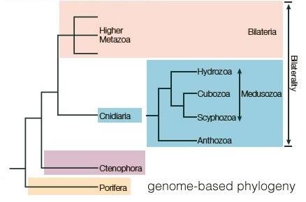 phylogeny