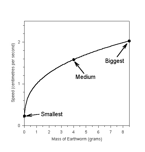 Effect of size on the speed an
earthworm crawls at