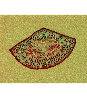 Cross-Section, Pine Needle