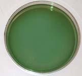 Hektoen Enteric Agar