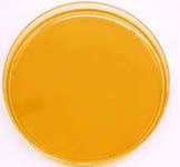 LB agar